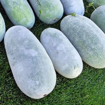 Бенинказа Раунд китайская (Восковая Тыква) (большой пакет)