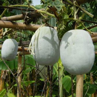 Бенинказа Облонг китайская (Восковая Тыква) (большой пакет)