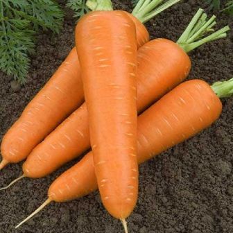 Морковь Карсон F1