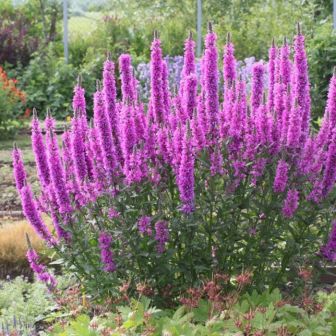 Дербенник Розовый джем