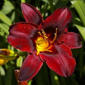 Лилейник Чоколит Кенди