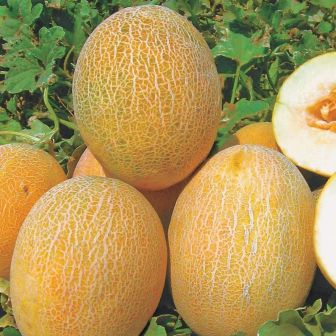 Дыня Американский Ананас (Ananas d’Amerique) (Suba Seeds) (большой пакет)