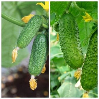 Дуэт Огурец Бобрик F1 +Крохотуля F1