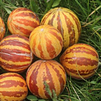 Дыня-малышка Золотое Красное Яйцо (большой пакет)