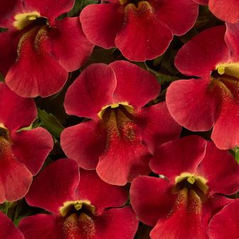 Мимулюс Медиус F1 карминно-красный