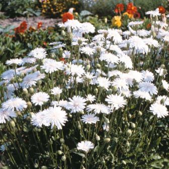 Скерда Забавушка красная