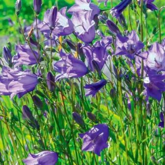 Колокольчик Дюймовочка голубая круглолистный