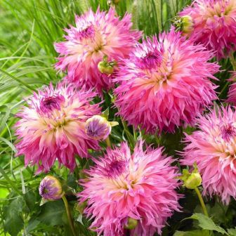 Георгина Пайнлендс Принцесс