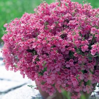 Диасция Розовая Королева Барбера (большой пакет)