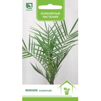 Финик канарский