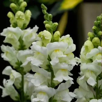 Антирринум Флорал Шауэрс Белый F1 (Львиный зев)