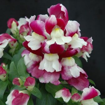 Антирринум Флорал Шауэрс Биколор вишневый F1 (Львиный зев)