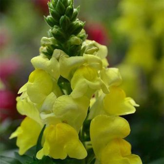 Антирринум Флорал Шауэрс Желтый F1 (Львиный зев)