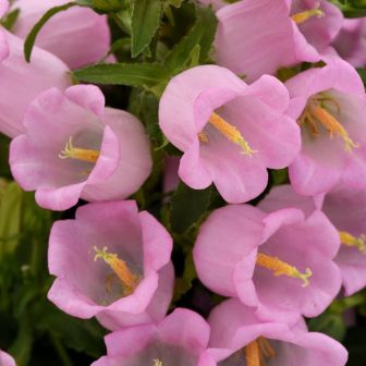 Колокольчик Campana Pink F1 срезочный (большой пакет)