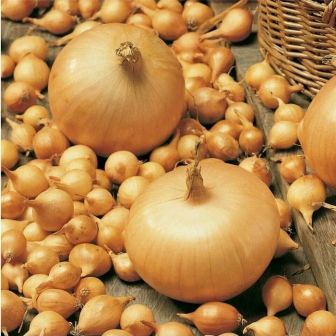 Лук севок Штуттгартер Ризен, 21-24, 500 гр