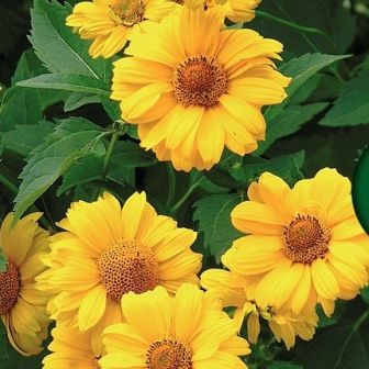 Гелиопсис Летнее Солнце (шороховатый)