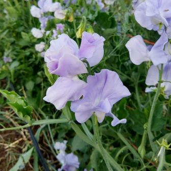 Горошек Чарли Энджел (душистый)