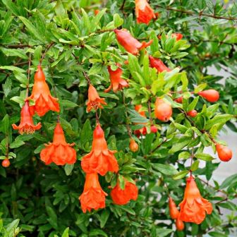 Гранат Зернистое яблоко