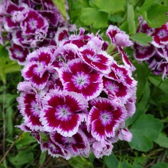 Гвоздика Бодештольц F1 Карминно-белая (турецкая)