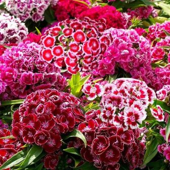 Гвоздика Бодештольц F1 смесь (турецкая)