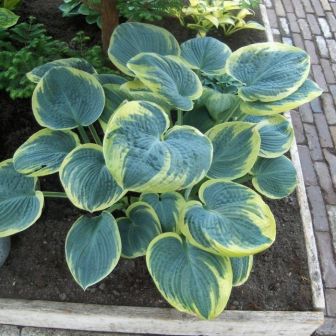 Хоста Шуга Дэдди