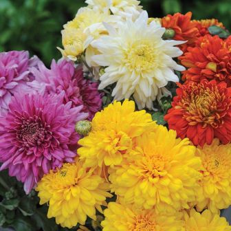 Хризантема Цветущий Сад