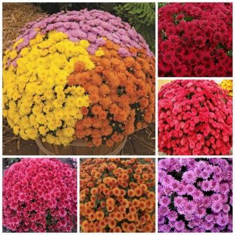 Хризантема Бархатная осень смесь (корейская)
