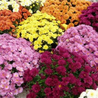 Хризантема Дизайнерская макси смесь