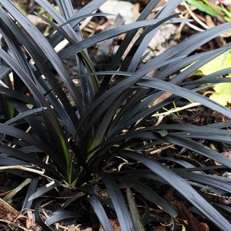 Офиопогон плоскострелый Нигер