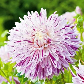 Георгина Авиньон