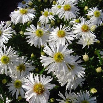 Астра Кристина