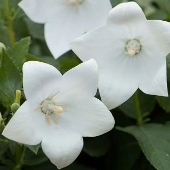 Ширококолокольчик Фуджи Вайт