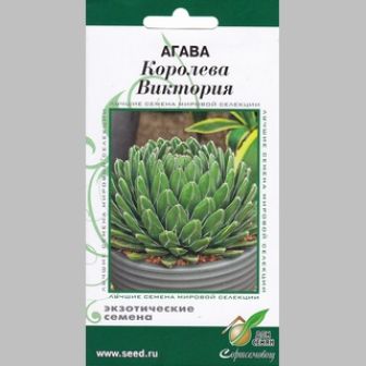 Агава Королева Виктория