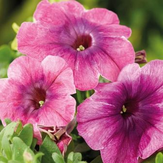 Петуния Шейк Черриберри