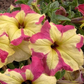 Петуния Экзотик Тулуз F1