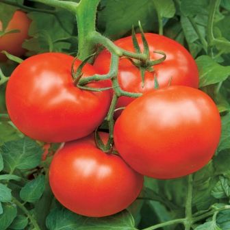 Томат Точка