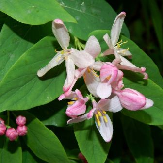 Жимолость Казанова (татарская)