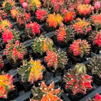 Гимнокалициум Михановича Вариегатный Оливетти (Кактус)