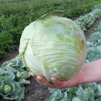 Капуста Тош F1