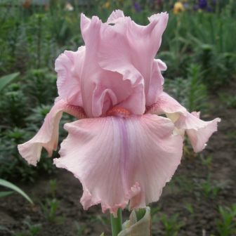 Ирис Блашинг Пинк
