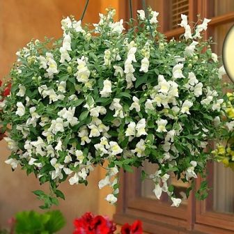 Антирринум Кэнди F1 Вайт (каскадный)