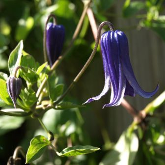 Клематис Монгольские колокольчики (цельнолистный)