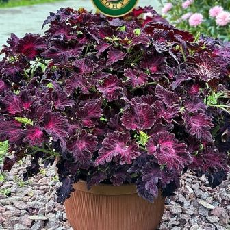 Колеус Мулен Руж Авриль (фистончатолистный)