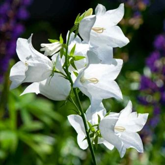 Колокольчик Белый колокол (персиколистный)