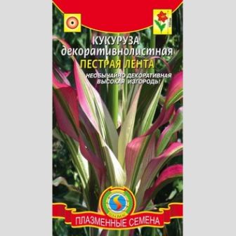 Кукуруза Пестрая лента (декоративнолистная)
