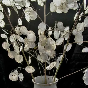 Лунария Серебряные Монеты