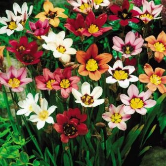 Спараксис трёхцветный Cмесь окрасок