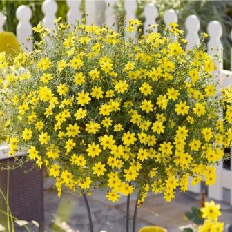 Тимофилла Падающая Звезда тонколистная