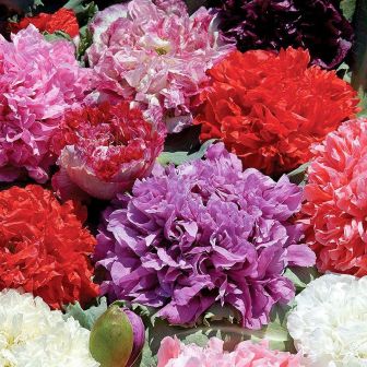 Мак Античные оттенки (пионовидный)