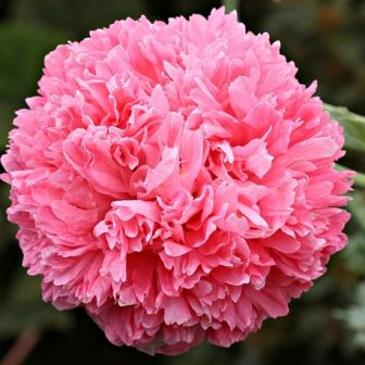 Мак Палевая роза (пионовидный)